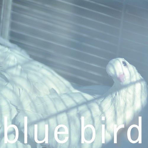 halos/bluebird
